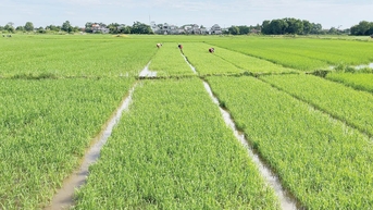 Sau mưa lũ, màu xanh đang trở lại nơi vùng trũng