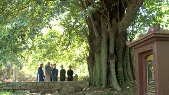 Chiêm ngưỡng cây thị cổ hơn 500 năm tuổi ở Thừa Thiên - Huế