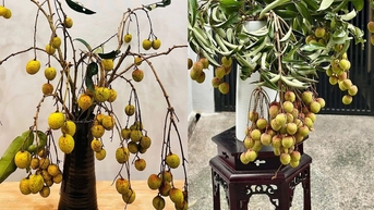 lychee រដូវក្តៅឆ្នាំ 2025 'បណ្តាលឱ្យមានគ្រុនក្តៅ' សម្រាប់ហេតុផលដែលមិននឹកស្មានដល់: មិនត្រឹមតែសម្រាប់ការញ៉ាំប៉ុណ្ណោះទេ