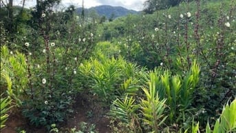 Không lợi dụng hoạt động nuôi, trồng phát triển cây dược liệu để thu hoạch cây dược liệu tự nhiên trong rừng