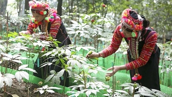 Quy định mới về nuôi, trồng, thu hoạch cây dược liệu trong rừng