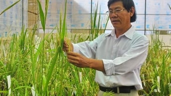 Tiến sĩ Trần Tấn Phương nhà lai tạo giống lúa của nông dân