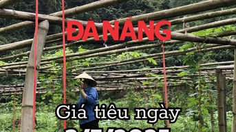Tin tức, dự báo giá tiêu ngày mai 3/7/2025 tăng vượt rào, qua ngưỡng 147.000 đồng/kg