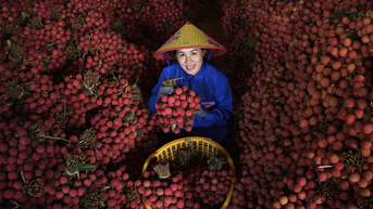 Mùa vải thiều Lục Ngạn chín rộ nhuộm đỏ những ngả đường