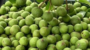 Sấu vào mùa giá chỉ từ 15.000 đồng/kg, đây là thời điểm mua sấu ngon nhất và cách chọn sấu ngon
