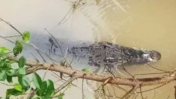 Phát hiện cá sấu nổi trên sông