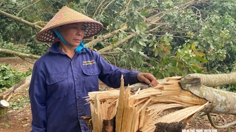 ខេត្ត Nghe An៖ ដើម​កៅស៊ូ​រាប់​រយ​ហិកតា​ត្រូវ​បាន​បាក់​ដោយ​ខ្យល់​ព្យុះ។