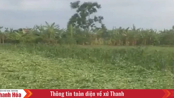 [បច្ចុប្បន្នភាព] - មូលដ្ឋានក្នុងខេត្ត Thanh Hoa ដាក់ពង្រាយការងារឆ្លើយតបជាបន្ទាន់ចំពោះព្យុះទី ៣