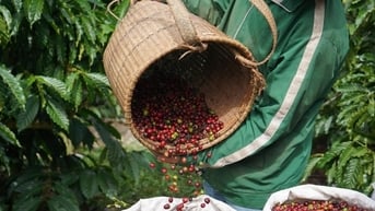 Tin tức, dự báo giá cà phê ngày mai 22/7/2025: Đồng loạt rớt giá do nguồn cung ồ ạt