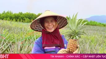 Vùng trồng dứa liên kết cho thu hoạch lứa đầu tiên tại Hà Tĩnh