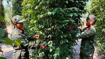 Giá tiêu hôm nay 21/7/2025: Thị trường như một canh bạc?