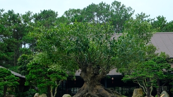 កន្លែងវប្បធម៌ប្លែកៗ - ម្ហូបតែ