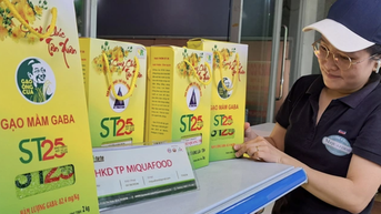 Gạo ST25 ở Cần Thơ đạt chứng nhận 5 sao OCOP cấp quốc gia