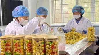 Đa dạng hóa sản phẩm OCOP: Hướng đi bền vững từ vùng cao Quảng Ninh