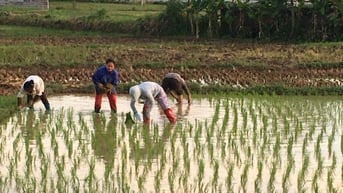 Toàn tỉnh gieo cấy 86,14% diện tích lúa vụ mùa - Báo Cao Bằng điện tử