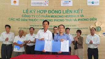 Cơ hội mở rộng thị trường cho hoa atiso đỏ