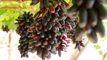 Giống nho mới - 'chìa khóa vàng' phát triển du lịch sinh thái ở Khánh Hòa