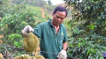 Lâm Đồng có 337 mã số vùng trồng sầu riêng xuất khẩu