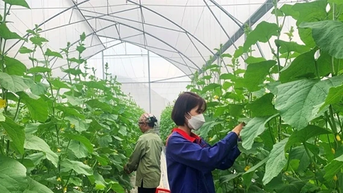 Phú Thọ khơi dậy tiềm năng nông nghiệp công nghệ cao