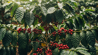 Giá cà phê hôm nay 23/7: Robusta, Arabica lội ngược dòng, tín hiệu tích cực cho xuất khẩu Việt Nam