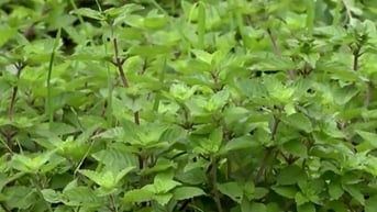 Cao Bằng: Trồng thạch đen để giảm nghèo