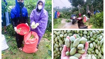 Chạy đua với lũ, nông dân Nghệ An thu hoạch non, vớt vát mùa vụ