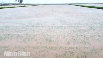 Khẩn trương tiêu úng cứu lúa và cây màu sau bão số 3