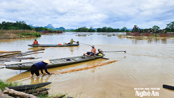 Mạo hiểm khi vớt củi lụt trên sông Lam