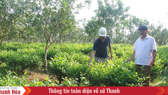 Những điển hình phục hóa vùng đồi