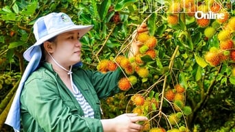 Xã Trung Khánh Vĩnh: Thêm lựa chọn với cây chôm chôm