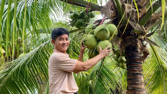 Trồng dừa sáp trên đất phèn mang lại kết quả bất ngờ