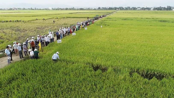 “Gạo Phú Thiện” khẳng định thương hiệu từ mô hình hợp tác xã kiểu mới
