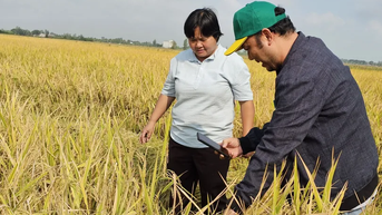Nhân rộng mô hình canh tác lúa chất lượng cao và phát thải thấp