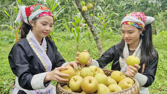 Nông dân Mường Hum thu 1,8 tỷ đồng từ lê Tai Nung