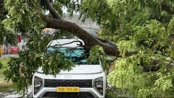 Rà soát, xử lý cây xanh nguy cơ gãy đổ trong mùa mưa ở TP.HCM