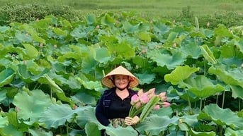 Người biến đất hoang thành đầm sen, thu tiền triệu mỗi ngày