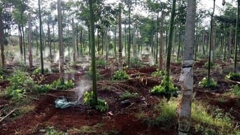 Giá tiêu hôm nay 24/7/2025: Trạng thái giằng co