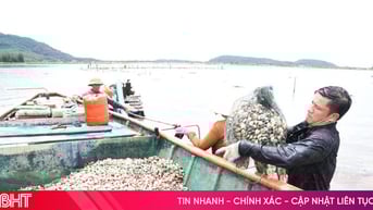 Vựa ngao Mai Phụ hối hả thu hoạch