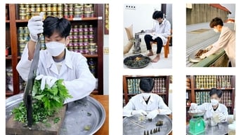 Nụ thảo dược đuổi muỗi của một học sinh mê y học cổ truyền