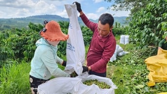 Giá cà phê hôm nay 26/7/2025: Tăng tiếp trước bão thuế