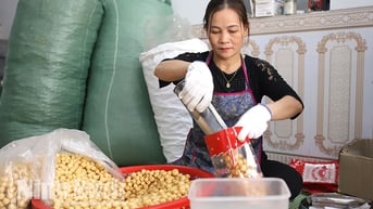 Giòn thơm bánh nhãn Hải Hậu