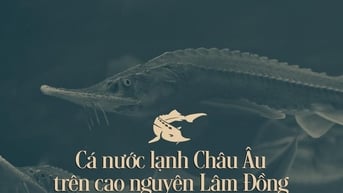Cá nước lạnh Châu Âu trên cao nguyên Lâm Đồng
