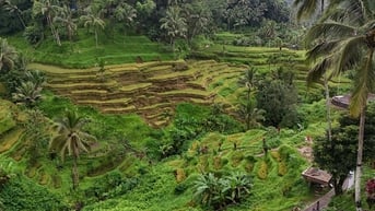 Giải mã bí ẩn trên ruộng bậc thang khiến du khách mê mẩn ở đảo Bali
