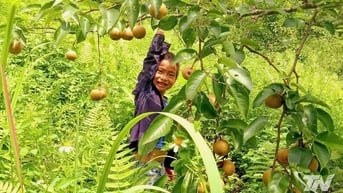 Lê Nà Pài - quả ngọt vùng cao