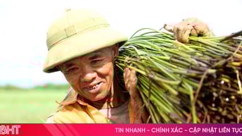 Nông dân “ốc đảo” Hồng Lam phấn khởi thu hoạch cói
