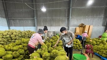 Làm gì để sầu riêng thơm ngon: Kinh nghiệm từ nhà vườn