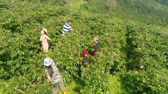 Khe Sanh (Quảng Trị) – Nơi mỗi hạt cà phê mang trong mình 'linh hồn' của đất và người