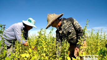 Người dân Lam Thành phấn khởi được mùa lạc, vừng, ớt cay