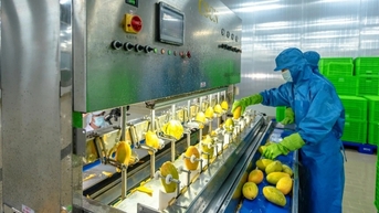 AIG នាំមុខនិន្នាការនៃដំណើរការស៊ីជម្រៅ និងខ្សែសង្វាក់ផ្គត់ផ្គង់ប្រកបដោយនិរន្តរភាពសម្រាប់ផលិតផលកសិកម្មវៀតណាម។