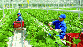 Triển khai chương trình OCOP theo mô hình chính quyền địa phương 2 cấp